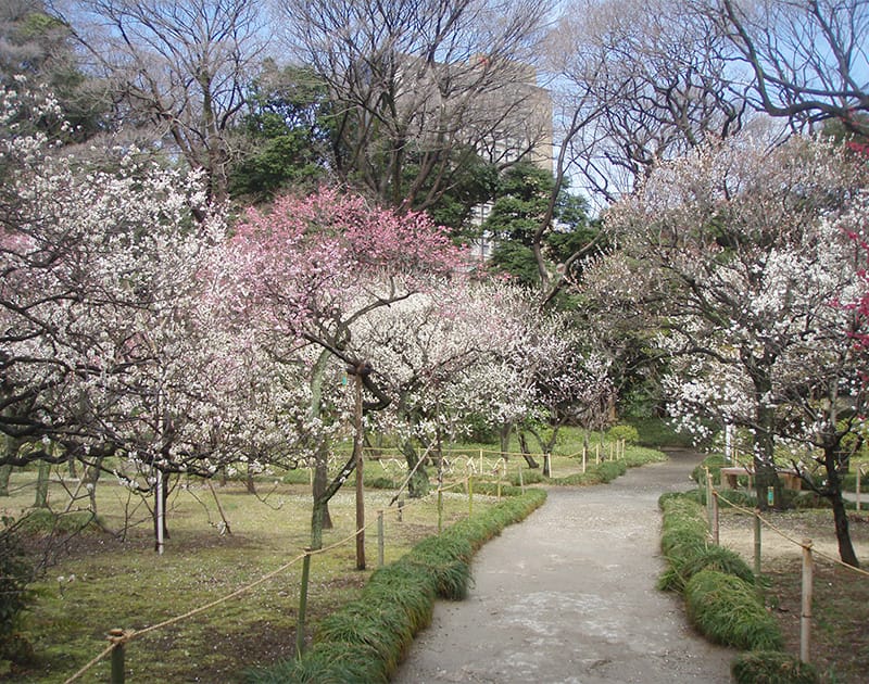 もうすぐ春 梅の香タクシー で 自分たちだけの 梅ツアー に出かけよう 東京観光タクシー 日本交通eds